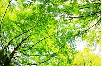 🍃ヴェーダヒーリング５つの風🍃
